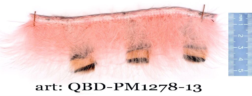QBD-PM1278-13